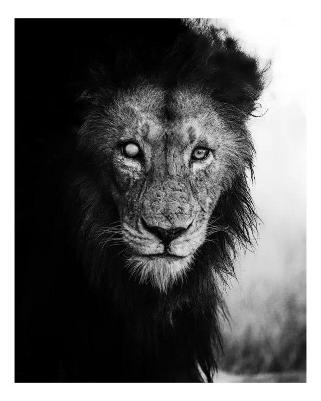 Tablou Canvas, "Regele întunecat al savanei africane", Leu, Regalitate, Forță, Întunecat, Privire, Mister, Noblețe, Putere, 100 x 150 cm