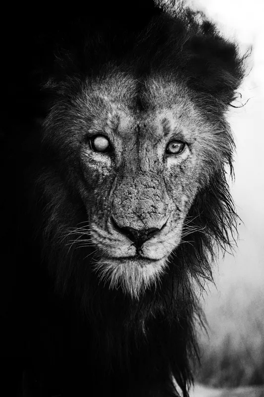 Tablou Canvas, "Regele întunecat al savanei africane", Leu, Regalitate, Forță, Întunecat, Privire, Mister, Noblețe, Putere, 26 x 39 cm – poza 2