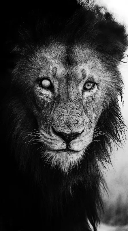 Tablou Canvas, "Regele întunecat al savanei africane", Leu, Regalitate, Forță, Întunecat, Privire, Mister, Noblețe, Putere, 50 x 90 cm – poza 2