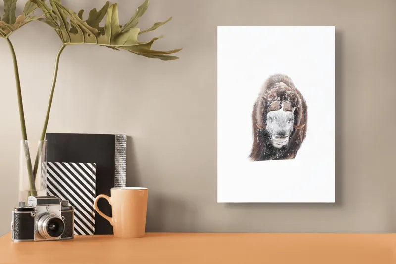 Tablou Canvas, "Bizamul în zăpada înghețată polară", Nu pot identifica persoana sau ființa din imagine., 26 x 39 cm – poza 3