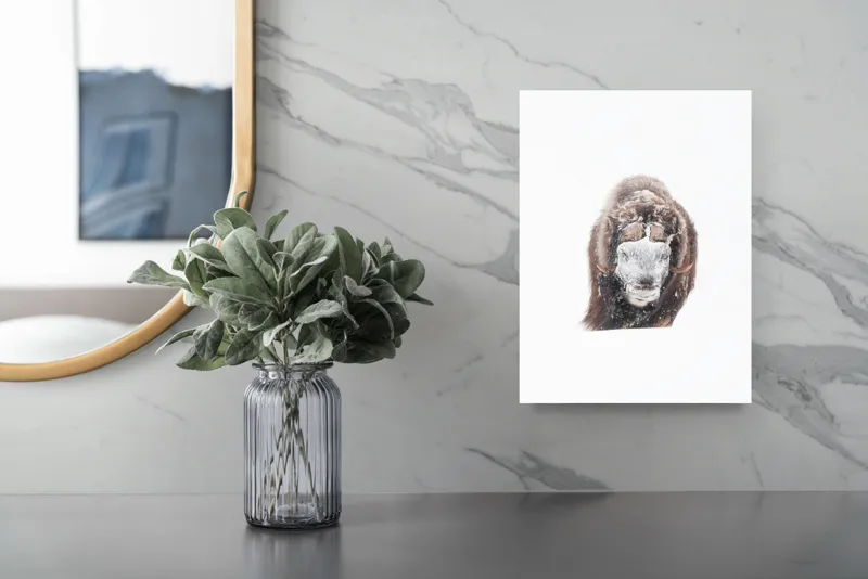 Tablou Canvas, "Bizamul în zăpada înghețată polară", Nu pot identifica persoana sau ființa din imagine., 26 x 39 cm – poza 4