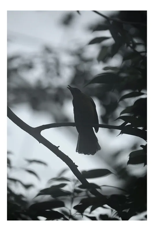 Tablou Canvas, "Pasăre cântând în amurgul pădurii", Pasăre, Cântătoare, Siluetă, Ramură, Frunze, Cer, Silențios, Natură, Întuneric, Contur., 50 x 50 cm