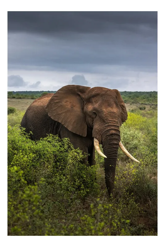 Tablou Canvas, "Elefantul în sălbăticia africană luxuriantă", Elefant, Savana, Cer, Noros, Verdeață, Colți, Impresionant, Majestos, 100 x 100 cm