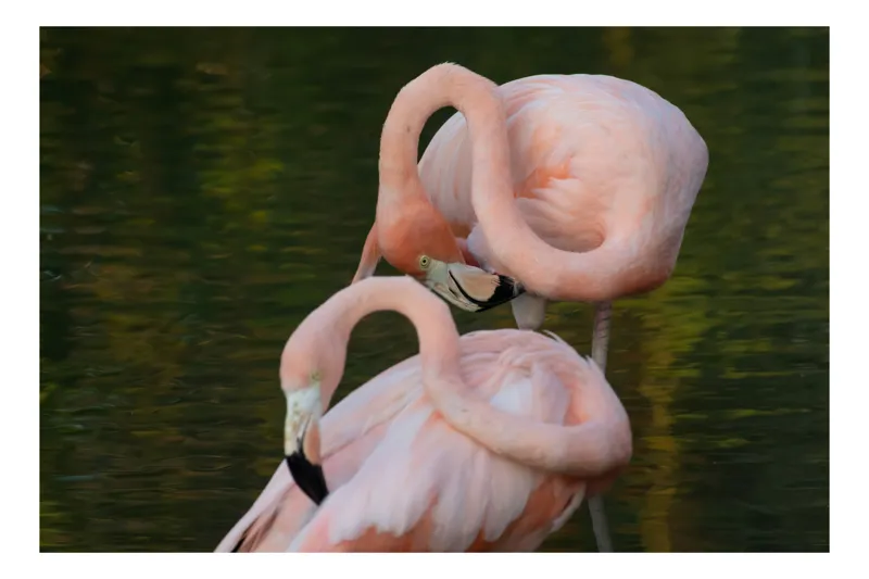Tablou Canvas, "Dansul grațios al flamingilor roz", Flamingo, Roz, Grație, Fluiditate, Armonie, Reflecție, Eleganță, Tranquilitate., 70 x 50 cm