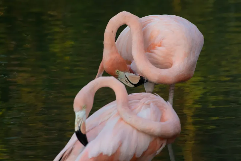 Tablou Canvas, "Dansul grațios al flamingilor roz", Flamingo, Roz, Grație, Fluiditate, Armonie, Reflecție, Eleganță, Tranquilitate., 39 x 26 cm – poza 2