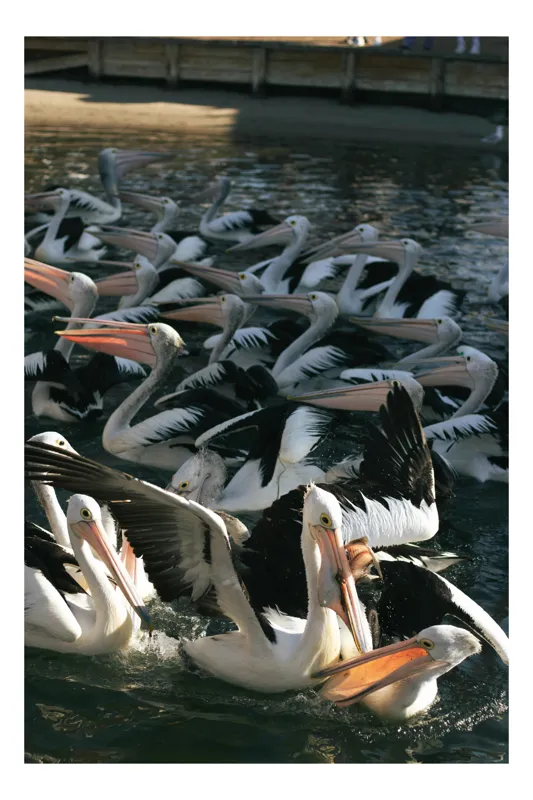 Tablou Canvas, "Pelicani pe lac în grup agitat", Pelicani, Apă, Aripi, Ciocuri, Agitație, Grup, Natural, Viu, Exuberanță, Pene, 39 x 54 cm