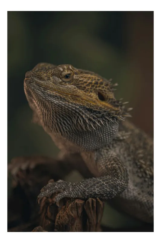 Tablou Canvas, "Reptila contemplând lumina dimineții", Solzi, Gri, Textură, Reptilă, Privește, Detalii, Natural, Verde, Ramură, Bruniu, 50 x 90 cm