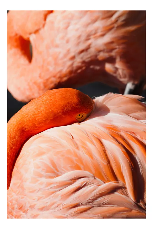 Tablou Canvas, "Grația odihnitoare a flamingo-ului roz", Flamingo, Pene, Portocaliu, Grație, Odihnă, Textură, Strălucire, Delicatețe, 50 x 50 cm