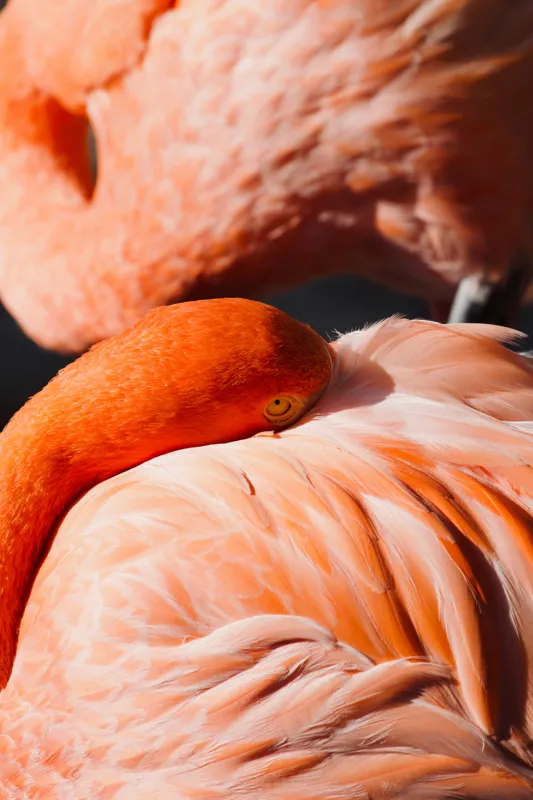 Tablou Canvas, "Grația odihnitoare a flamingo-ului roz", Flamingo, Pene, Portocaliu, Grație, Odihnă, Textură, Strălucire, Delicatețe, 26 x 39 cm – poza 2