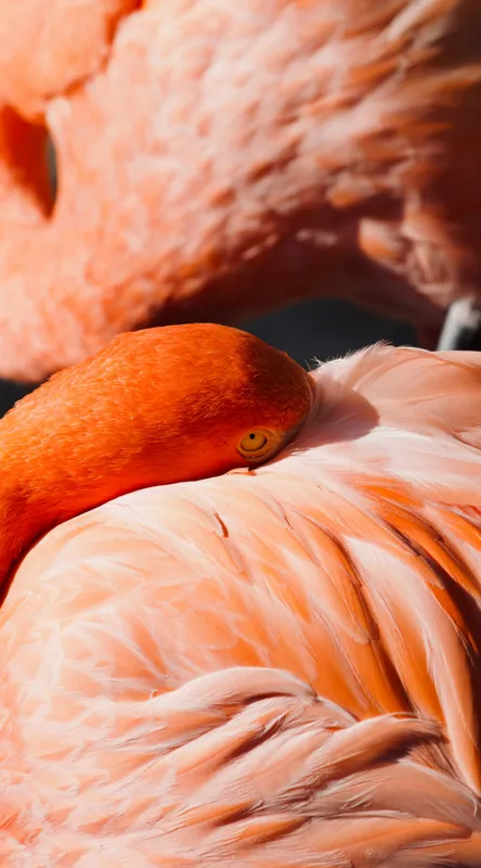 Tablou Canvas, "Grația odihnitoare a flamingo-ului roz", Flamingo, Pene, Portocaliu, Grație, Odihnă, Textură, Strălucire, Delicatețe, 50 x 90 cm – poza 2