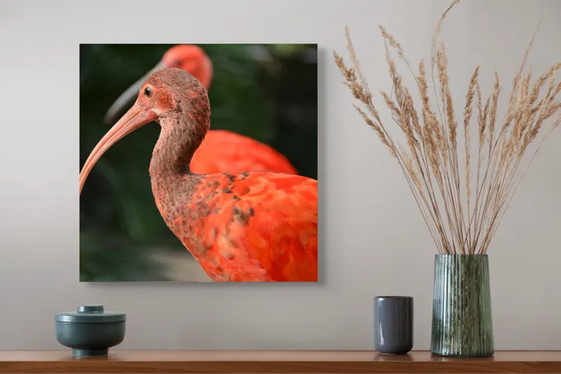 Tablou Canvas, "Păsări tropicale în penaj roșu aprins", Penaj, Roșcat, Frumos, Grațios, Elegant, Natural, Exotic, Vibrant, 50 x 50 cm – poza 4