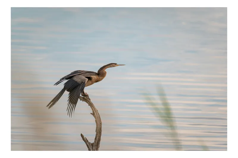Tablou Canvas, "Pasărea pe crenguța solitară", Pasăre, Apă, Ramură, Aripi, Cer, Liniște, 70 x 50 cm