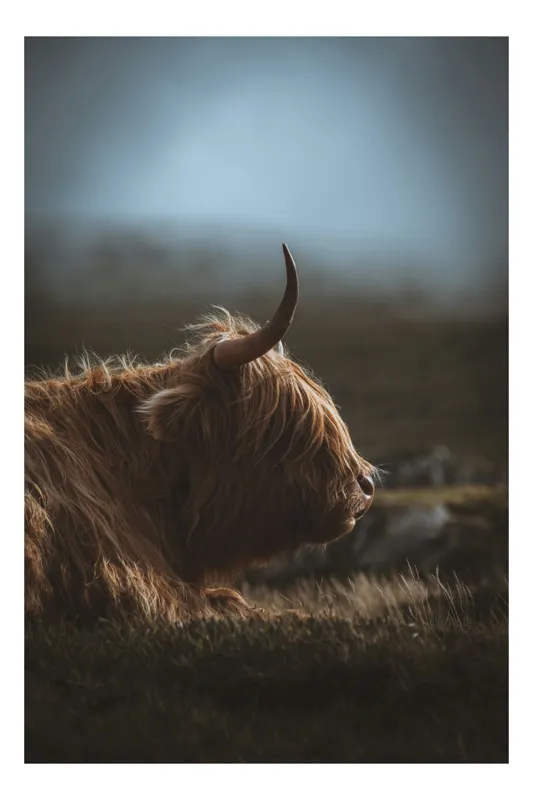 Tablou Canvas, "Vaca scoțiană în lumina dimineții", Blană, Corn, Siluetă, Apus, Melancolie, Peisaj, Câmp, Animal, Cer, Întunecat, 50 x 50 cm