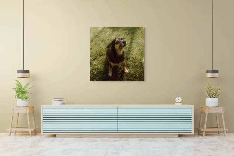 Tablou Canvas, "Cățel atent în lumina soarelui", 100 x 100 cm – poza 5