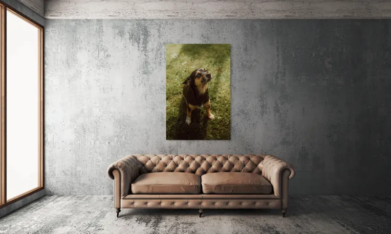 Tablou Canvas, "Cățel atent în lumina soarelui", 100 x 150 cm – poza 6