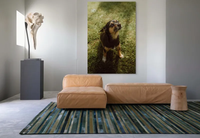 Tablou Canvas, "Cățel atent în lumina soarelui", 100 x 150 cm – poza 7