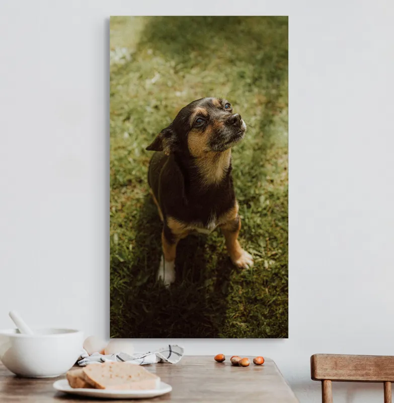 Tablou Canvas, "Cățel atent în lumina soarelui", 50 x 90 cm – poza 3