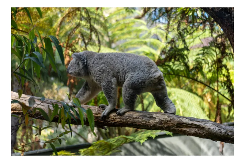 Tablou Canvas, "Koala explorând pădurea tropicală australiană", Koala, Ramură, Pădure, Blană, Verdeață, Leneș, Arbori, Australian, Frunze, Natură, 54 x 39 cm