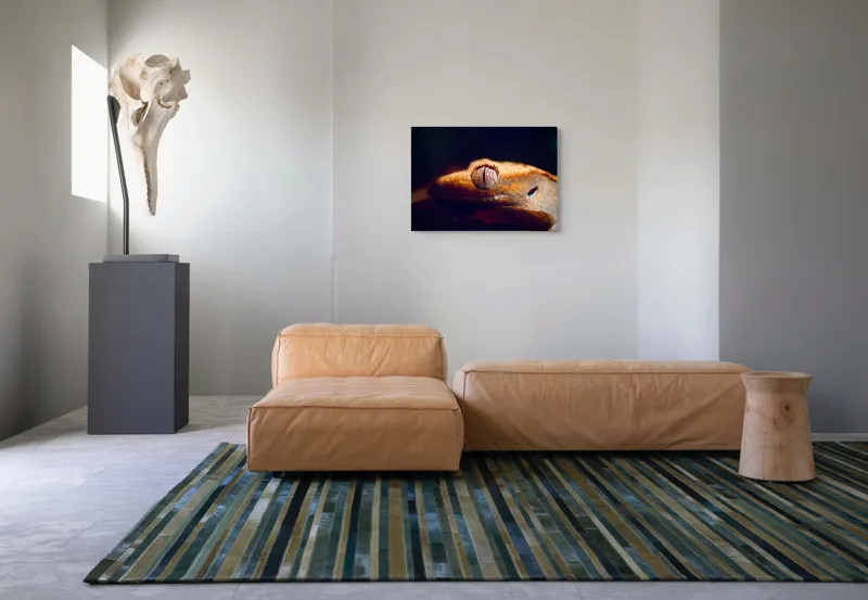 Tablou Canvas, "Ochii șopârlei în lumina apusului", Reptilă, Ochi, Textură, Piele, Detalii, Umbră, Lumină, Claritate, Natură, Faună, 70 x 50 cm – poza 8