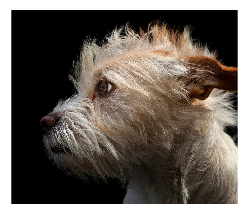 Tablou Canvas, "Portretul unui câine visător", Nu știu cine este în această fotografie., 100 x 70 cm