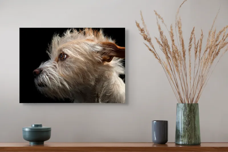Tablou Canvas, "Portretul unui câine visător", Nu știu cine este în această fotografie., 54 x 39 cm – poza 4