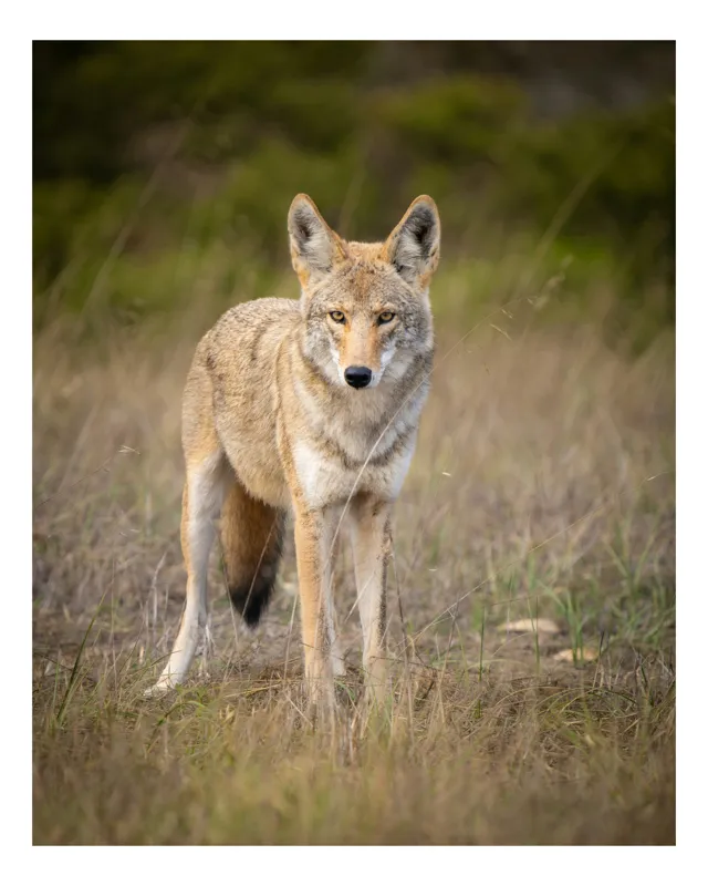 Tablou Canvas, "Lupuleț în iarba deasă toamna", Nu pot să identific acest animal, dar pot oferi câteva informații generale. Vrei să afli mai multe despre acest tip de fotografie sau despre animale similare?, 39 x 54 cm