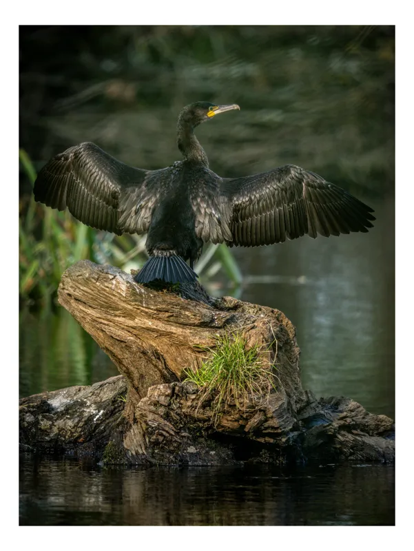 Tablou Canvas, "Cormoranul cu aripile desfăcute", Pasăre, Cormoran, Aripi, Întinse, Stâncă, Apă, Vegetație, Verde, Penaj, Negru, 50 x 50 cm