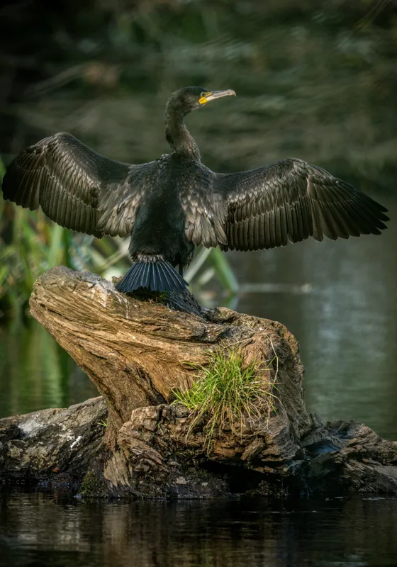 Tablou Canvas, "Cormoranul cu aripile desfăcute", Pasăre, Cormoran, Aripi, Întinse, Stâncă, Apă, Vegetație, Verde, Penaj, Negru, 70 x 100 cm – poza 2