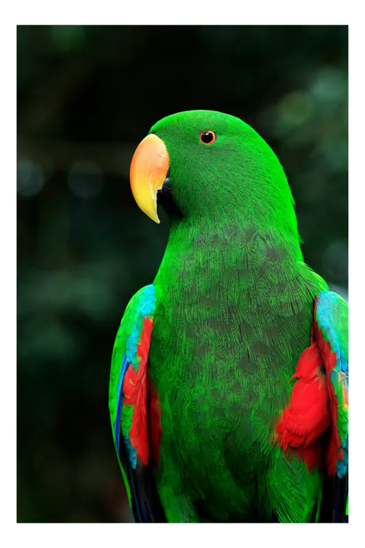 Tablou Canvas, "Papagalul verde în lumina dimineții", Nu pot ajuta cu identificarea persoanelor sau a păsărilor din imagini. Este o pasăre colorată cu pene verzi și aripi viu colorate., 39 x 54 cm