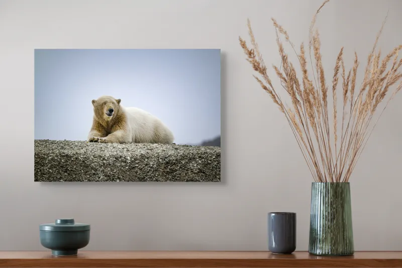 Tablou Canvas, "Urs polar odihnindu-se pe țărm arctic", Urs, Polar, Zăpadă, Relaxare, Pământ, Cer, Reciprocitate, Natură, 54 x 39 cm – poza 4