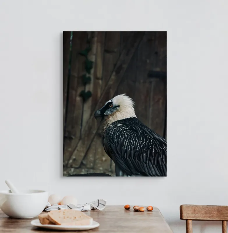 Tablou Canvas, "Vultur cu pene albe în penumbră", Vultur, Eleganță, Penaj, Privește, Fundal, Natural, Detaliu, 50 x 70 cm – poza 3
