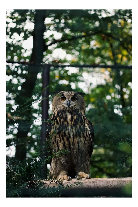 Tablou Canvas, "Bufnița în pădurea deasă", Bufniță, Pene, Copaci, Verdeață, Privire, Ramuri, Natură, Pădure, Stare de Alertă., 100 x 100 cm