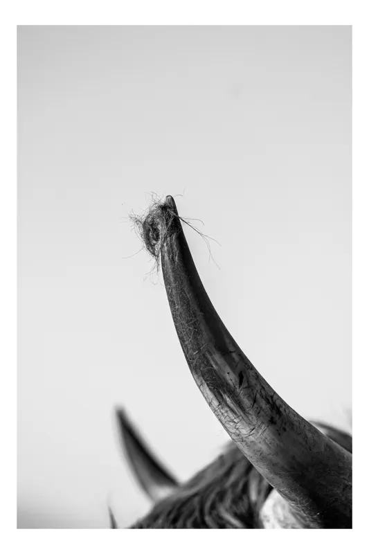Tablou Canvas, "Cornul taurului în amurg liniștit", Corn, Blană, Contrast, Bovină, Fotografie, Detaliu, Textură, Alb-Negru, 100 x 150 cm