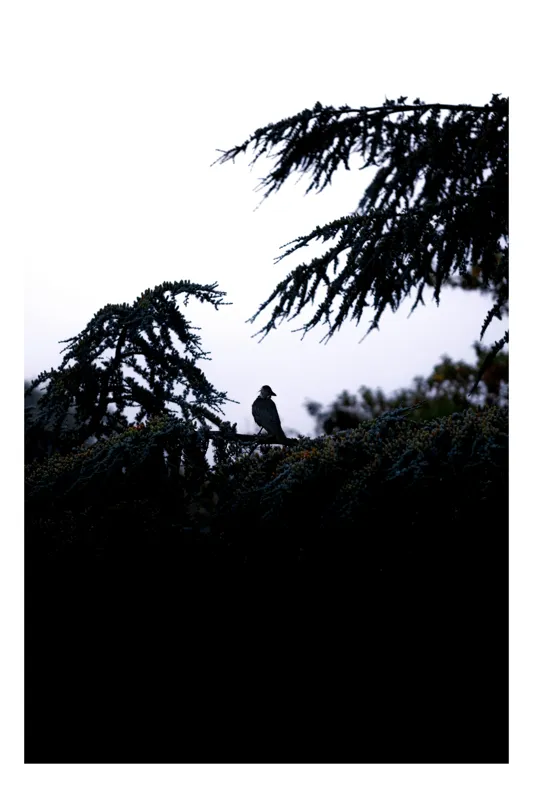 Tablou Canvas, "Pasăre solitară în amurgul pădurii", Pasăre, Siluetă, Ramuri, Copaci, Cer, Umbre, Natură, Întuneric, Mistic, Calm., 50 x 70 cm