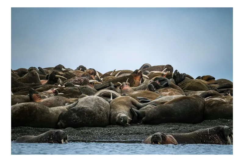 Tablou Canvas, "Colonie de morsă pe țărm liniștit", Walruses, Resting, Rocky, Shore, Overcast, Sky, Herd, Calm, Water, Marine, Landscape, 150 x 100 cm