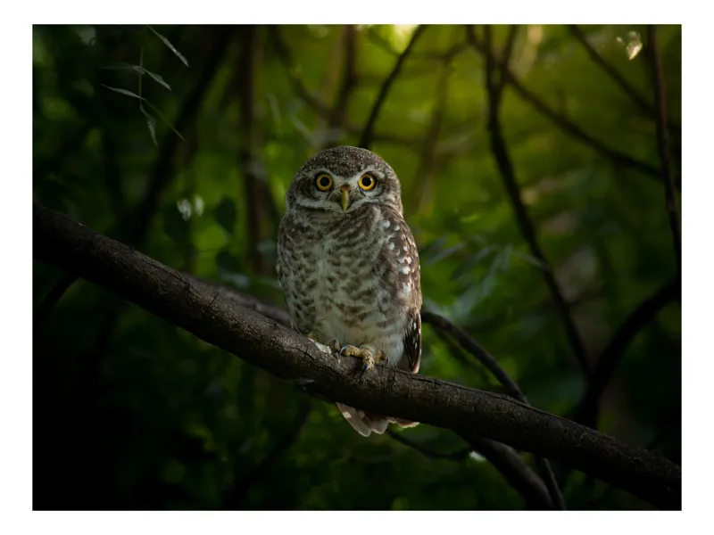 Tablou Canvas, "Bufnița vigilentă păzind pădurea tăcută", Bufniță, Privire, Noapte, Ramură, Mister, Pădure, Frunziș, Natură, Ochi, Natura, Solitudine, Tăcere, Nocturn, Sălbatic, Întuneric, 100 x 70 cm