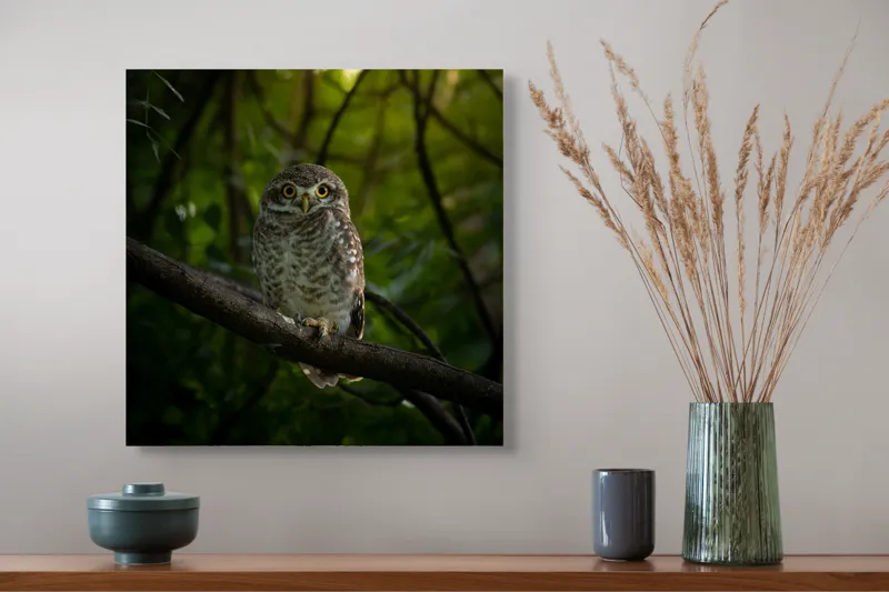 Tablou Canvas, "Bufnița vigilentă păzind pădurea tăcută", Bufniță, Privire, Noapte, Ramură, Mister, Pădure, Frunziș, Natură, Ochi, Natura, Solitudine, Tăcere, Nocturn, Sălbatic, Întuneric, 50 x 50 cm – poza 4