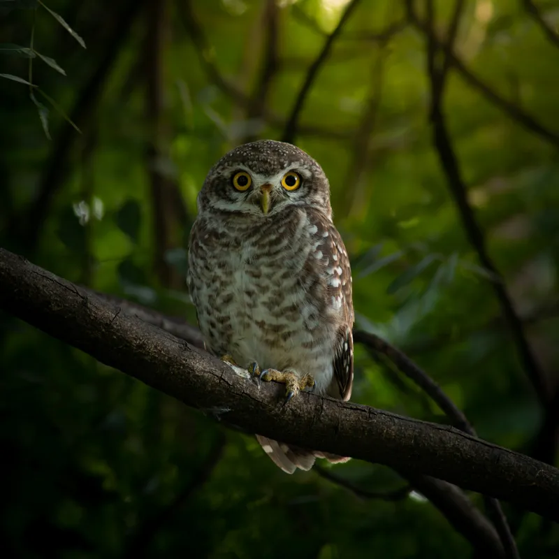 Tablou Canvas, "Bufnița vigilentă păzind pădurea tăcută", Bufniță, Privire, Noapte, Ramură, Mister, Pădure, Frunziș, Natură, Ochi, Natura, Solitudine, Tăcere, Nocturn, Sălbatic, Întuneric, 50 x 50 cm – poza 2