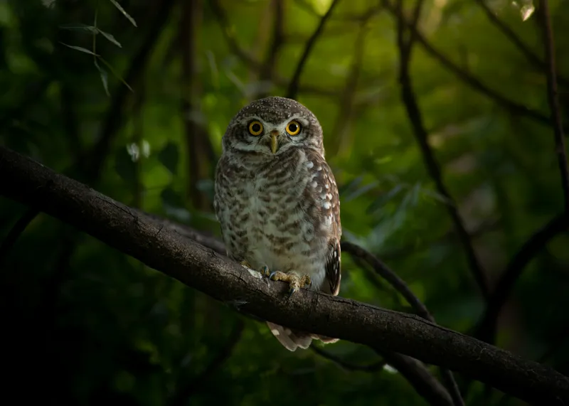 Tablou Canvas, "Bufnița vigilentă păzind pădurea tăcută", Bufniță, Privire, Noapte, Ramură, Mister, Pădure, Frunziș, Natură, Ochi, Natura, Solitudine, Tăcere, Nocturn, Sălbatic, Întuneric, 70 x 50 cm – poza 2