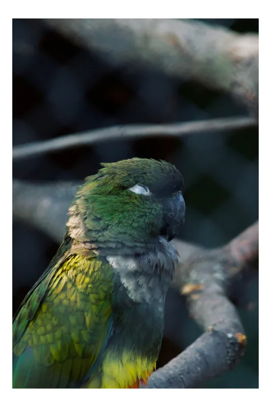 Tablou Canvas, "Papagalul visător pe crengile timpului", Parrot, Green, Branch, Feathers, Sleep, Nature, Bird, Plumage, 70 x 100 cm