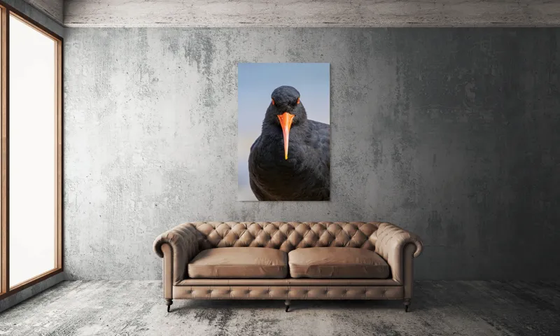 Tablou Canvas, "Pasărea cu privire intensă", Pasăre, Negru, Cioc, Portocaliu, Intens, Privire, Penaj, Contrast, Strălucire, Ochi, 100 x 150 cm – poza 6
