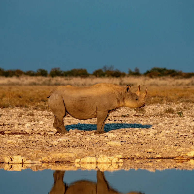 Tablou Canvas, "Rinocerul singuratic la apusul soarelui", Rhino, Reflecție, Apă, Teren, Cer, Solitar, Peisaj, Natural, Serenitate, Conservare, 100 x 100 cm – poza 2