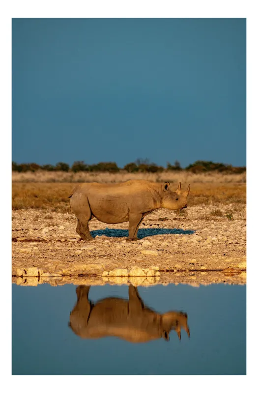 Tablou Canvas, "Rinocerul singuratic la apusul soarelui", Rhino, Reflecție, Apă, Teren, Cer, Solitar, Peisaj, Natural, Serenitate, Conservare, 39 x 54 cm