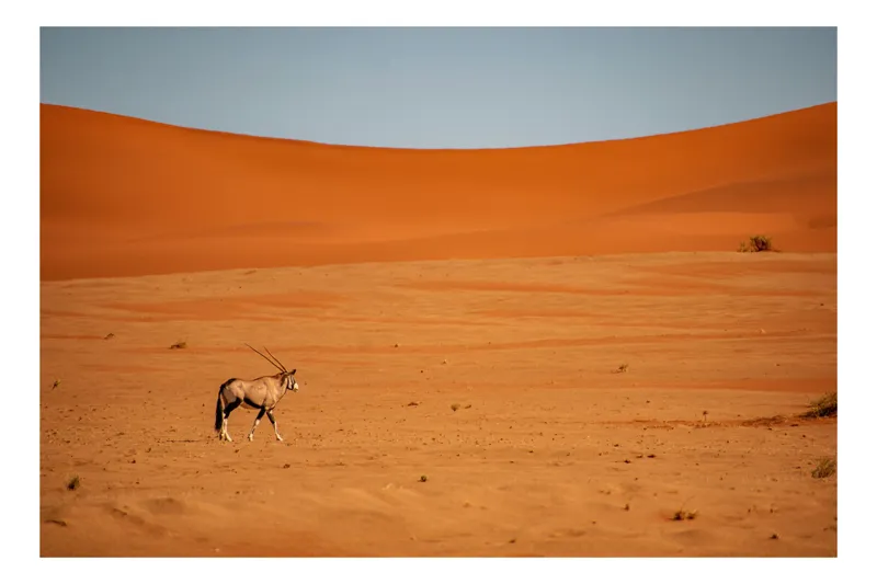 Tablou Canvas, "Oryx solitar în deșertul arid", Tranquilitate, Pustiu, Căldură, Singurătate, Peisaj, Ariditate, Contrast., 70 x 50 cm