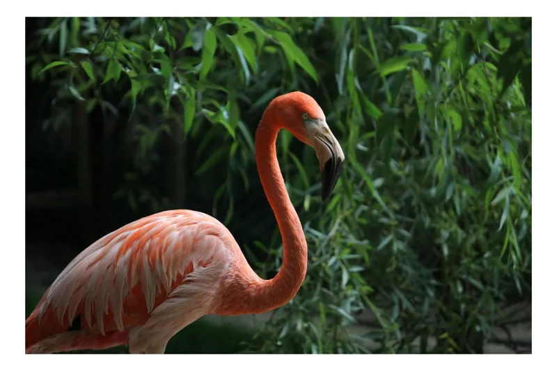 Tablou Canvas, "Flamingo în grădina tropicală verde", Flamingo, Roz, Elegant, Verdeață, Gracil, Seren, Pene, Contrast, Natură, Tranquilitate, 54 x 39 cm