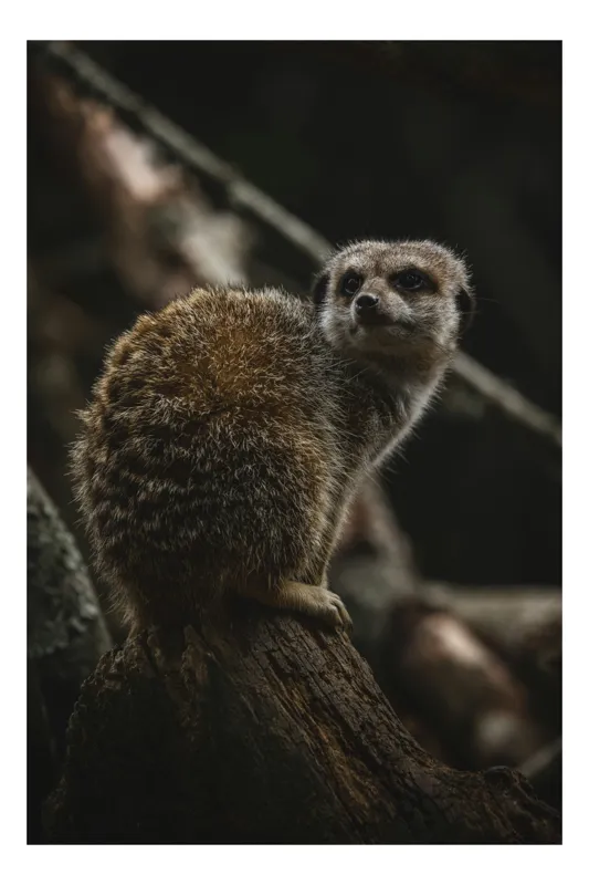 Tablou Canvas, "Suricata veghează pădurea întunecată", Neștiutor, Atent, Blând, Pufos, Curios, Viu, 26 x 39 cm
