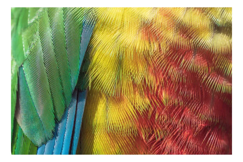 Tablou Canvas, "Armonia culorilor în penaj strălucitor", Pene, Colorate, Detaliate, Vibrante, Texturate, 54 x 39 cm