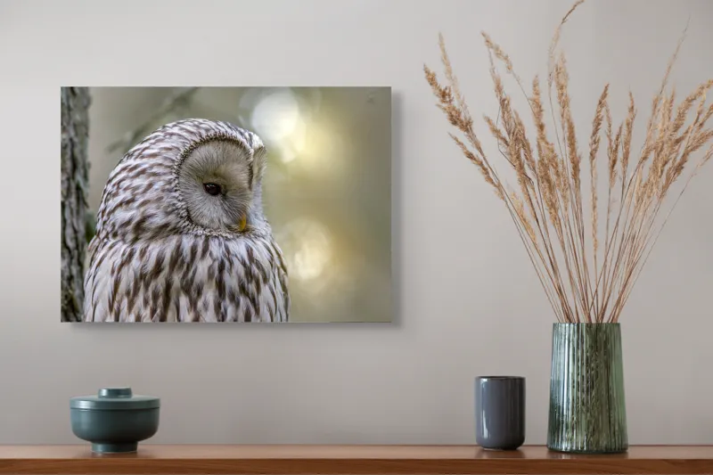 Tablou Canvas, "Bufnița contemplativă în lumina dimineții", Bufniță, Pene, Natură, Calm, Ochi, Textură, Ramură, Lumină, Blând., 54 x 39 cm – poza 4