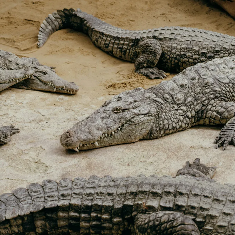 Tablou Canvas, "Crocodili odihnindu-se pe nisipul cald", Crocodili, Nisip, Trunchi, Piele, Cozi, Odihnă, Natură, 100 x 100 cm – poza 2