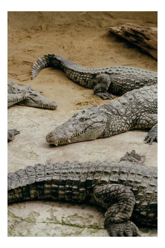 Tablou Canvas, "Crocodili odihnindu-se pe nisipul cald", Crocodili, Nisip, Trunchi, Piele, Cozi, Odihnă, Natură, 70 x 100 cm